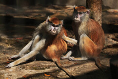 独り言･･･何か言った？「言わねえ」