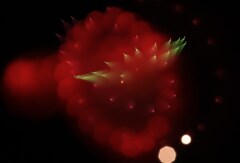 デザイン花火５