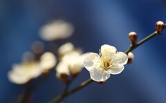 庭の梅･･･サファイヤブルー