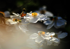 秋明菊