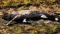 座布団･･･座ると噛まれます