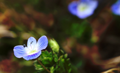 散歩でショット･･･イヌノフグリ