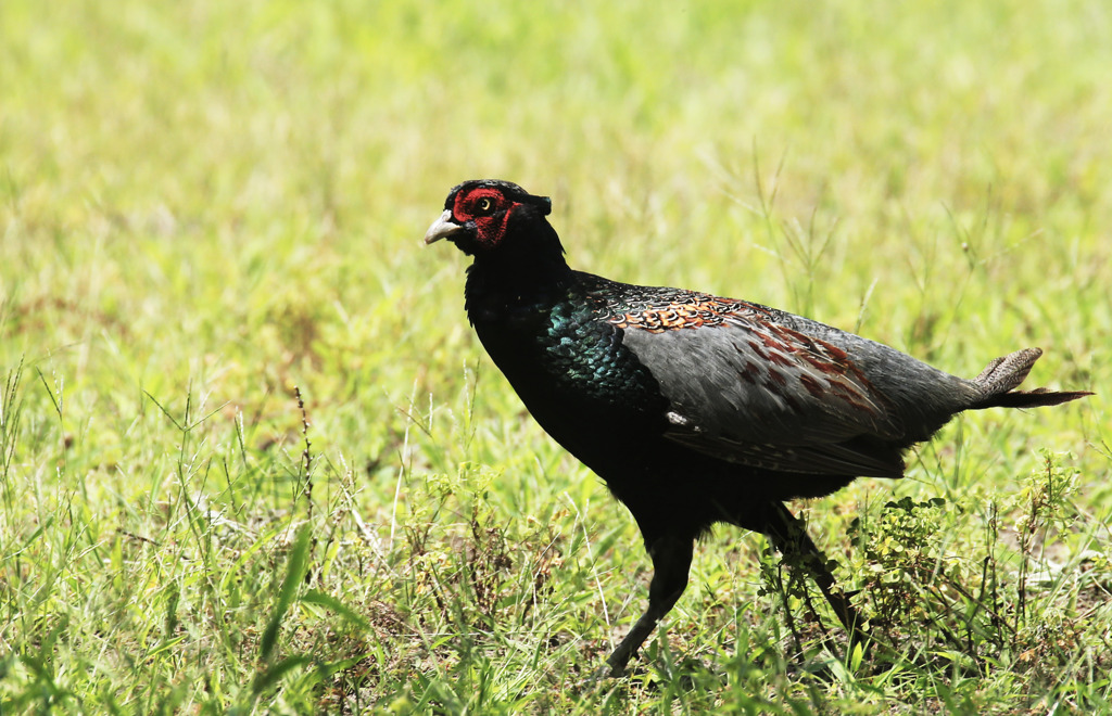 家の前に、またまたケンちゃんが・・・今日は風格がありました