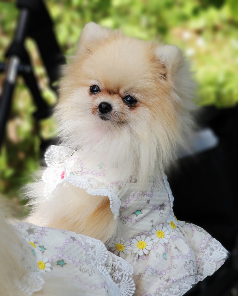 振り向き美人･･･４月２５日、常陸那珂海浜公園にて