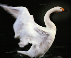 サモトラケのニケ（のつもり)２