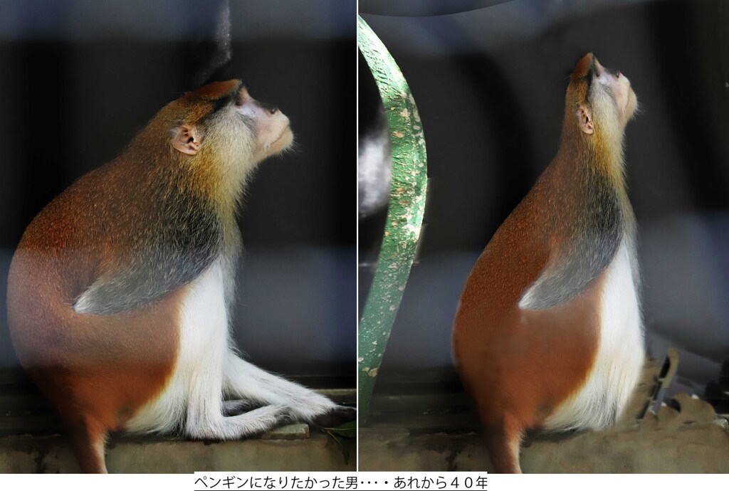 ペンギンになりたかった男･･･あれから４０年