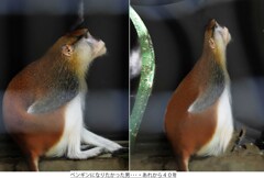 ペンギンになりたかった男･･･あれから４０年