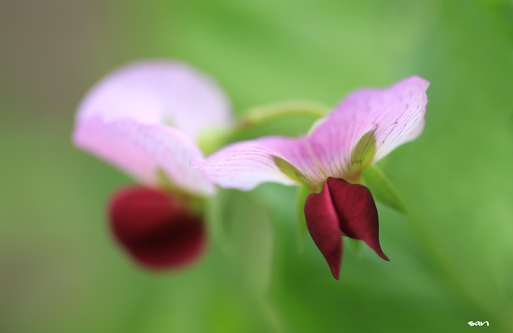 野菜の花･･･さやエンドウ