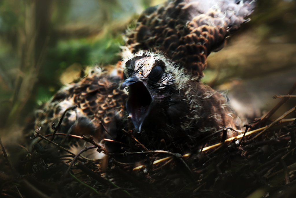 散歩でショット・・隣地の竹藪にキジバトが２