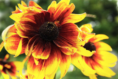 散歩でショット・・・夏の気配、ルドベキア