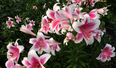 散歩でショット・・・百合