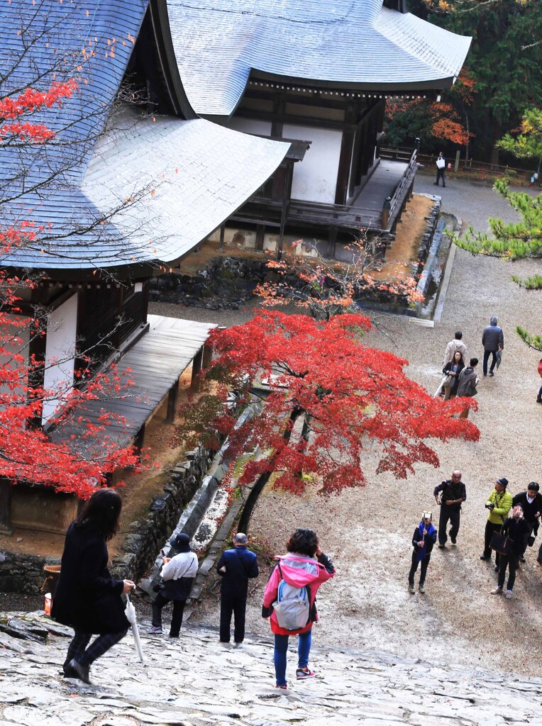 京都９