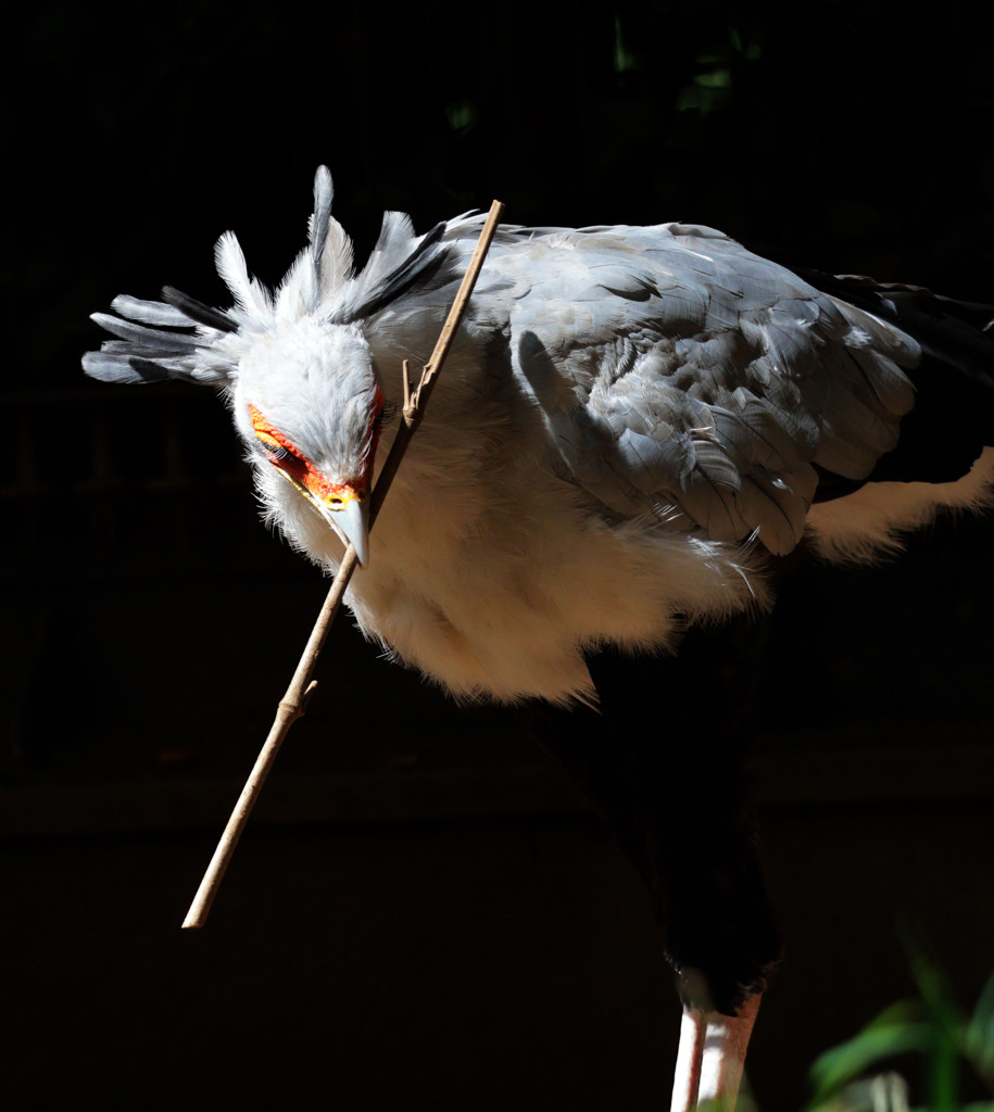 巣作り・・・千葉動物公園にて