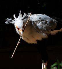 巣作り・・・千葉動物公園にて