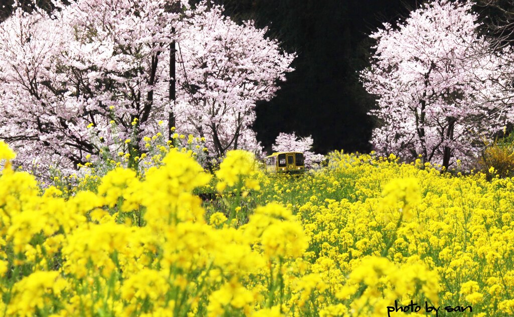 記念切手になった私の写真です･･･過去写真　４月撮影　いすみ鉄道は総元