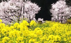 記念切手になった私の写真です･･･過去写真　４月撮影　いすみ鉄道は総元