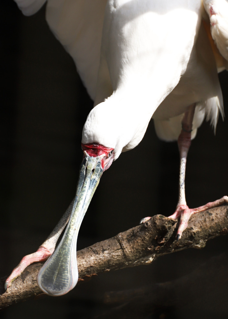 お控えなすって･･･あたしゃあ、千葉の動物園にいるもんでやんす