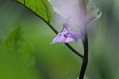 ナスの花