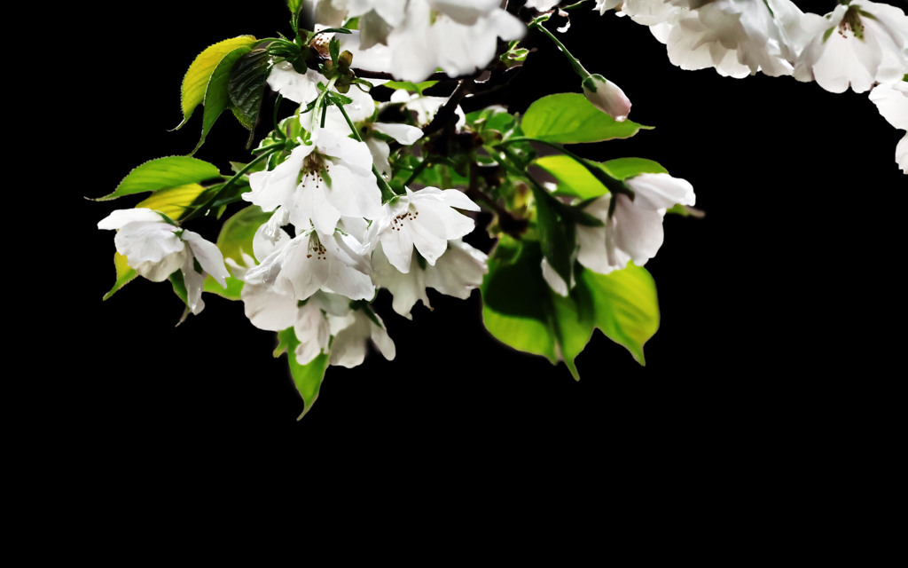 山桜
