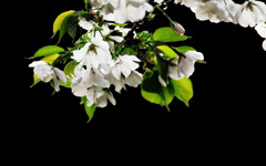 山桜