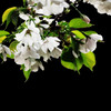 山桜