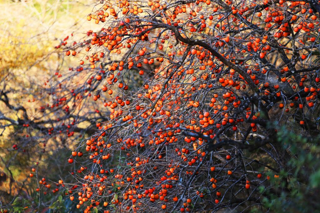 散歩でショット･･･柿
