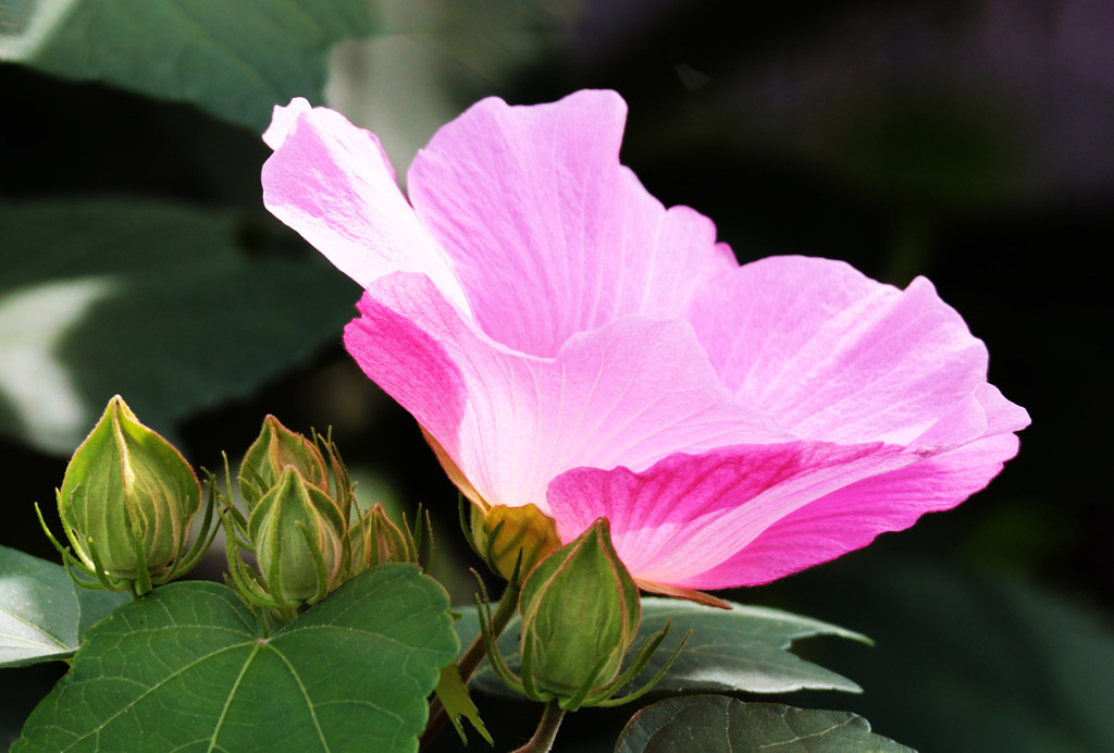 芙蓉（ふよう）