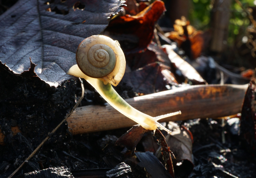 散歩でショット②･･･テントウ虫が落ち葉の上にいた