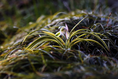 野原に咲く春蘭