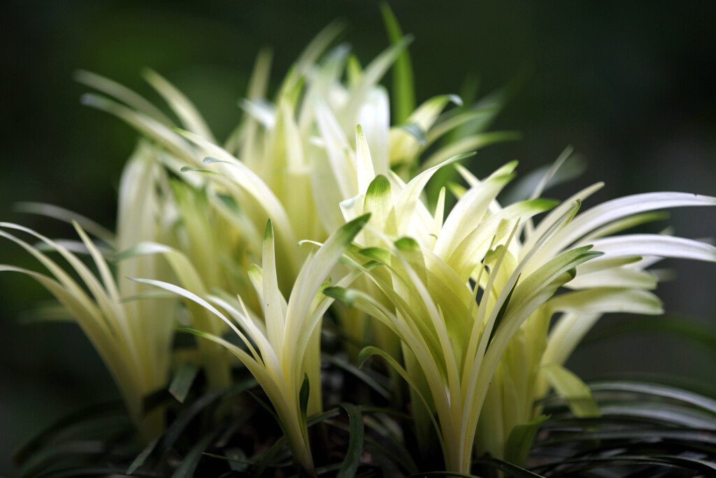 龍のひげ（曙斑）