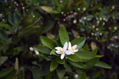 みかんの花が・・・一斉に咲き出しました