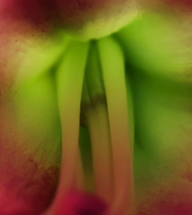 百合の花、覗いてみたら･･･脚があった