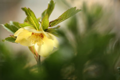 クリスマスローズ