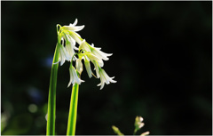散歩でショット・・・アンスリューム