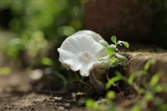 花が咲いた？･･･キノコだった