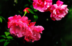 スパニッシュビューティ２