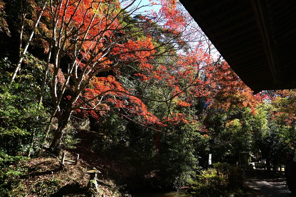 外房よいとこ･･･小松寺