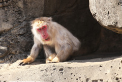 ボスの座を追われてしまった