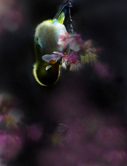 てるてる坊主･･･夕方のお食事