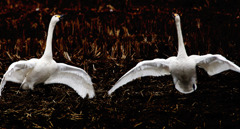 白鳥は夜、恋をする