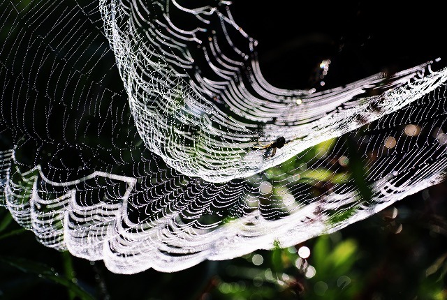 蜘蛛の巣１