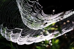 蜘蛛の巣１