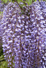 ハワイアンスカート