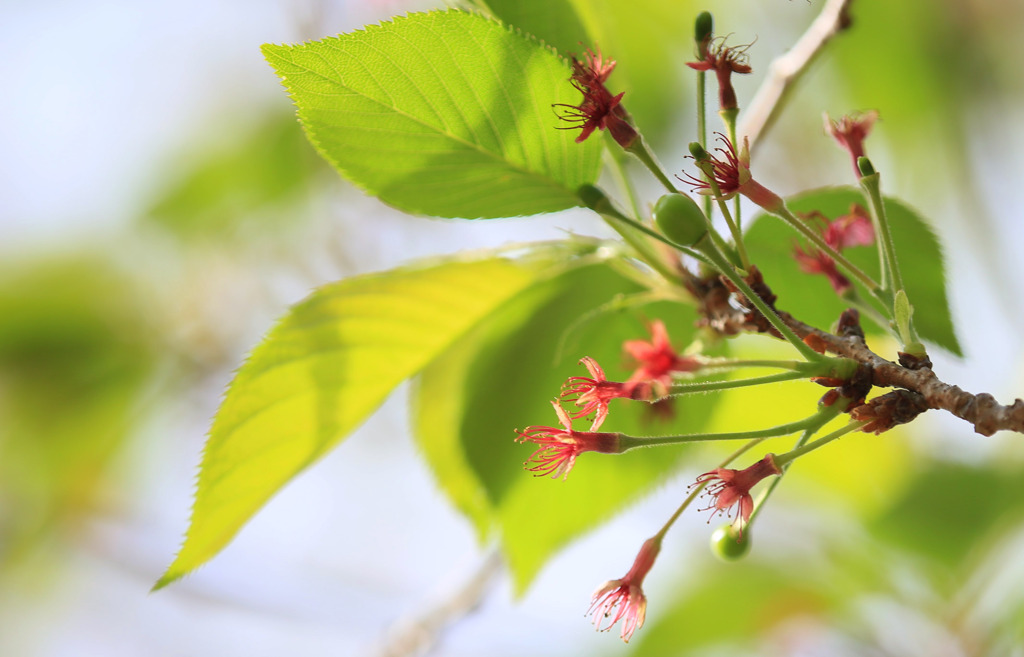 花の後･･･ソメイヨシノ
