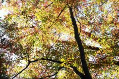 外房よいとこ･･･小松寺の広葉