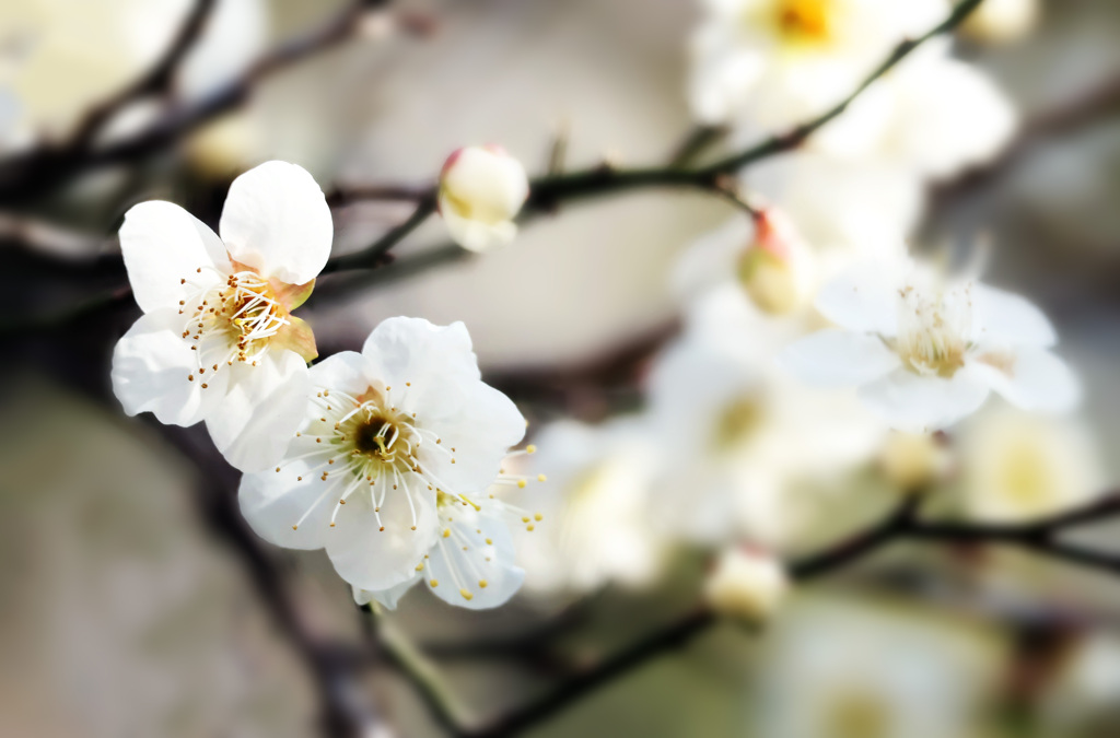 梅の花