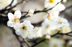 梅の花