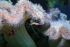 鴨川シーワールド　赤海老