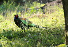 居間でコーヒーを飲んでいると・・・目の前の草むらに