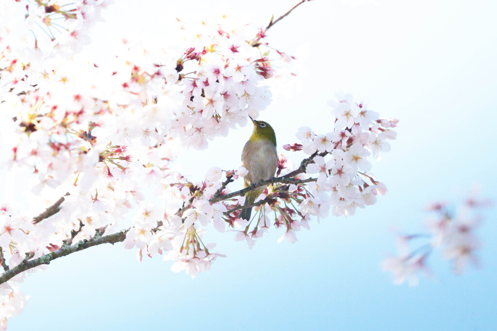 春日和